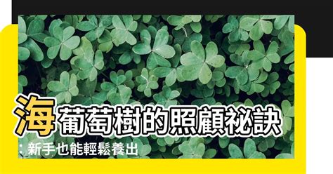 海葡萄風水|海葡萄樹風水：增旺運勢的綠意之選 – 植物盆栽綠寶典